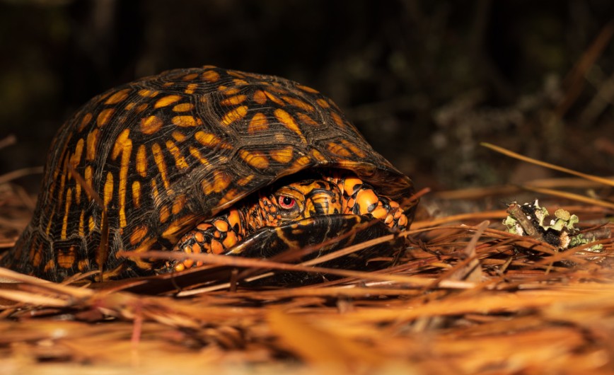 A very grumpy looking box turtle on the forest floor. 